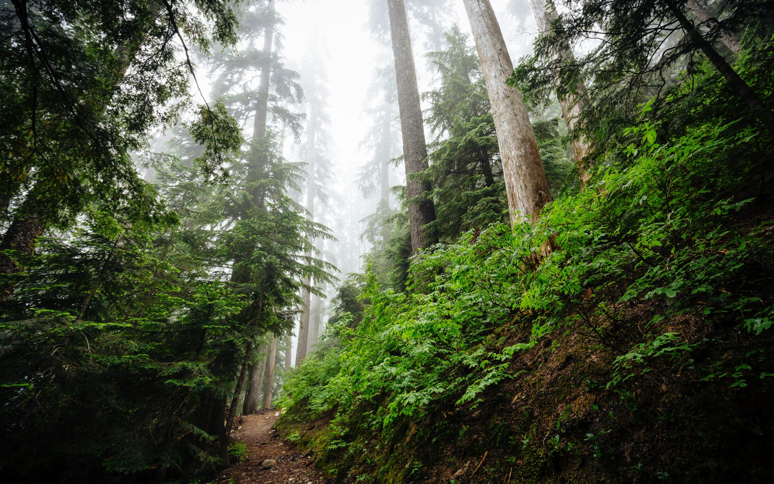 dave-hoefler-Zpqjo6RAIes-unsplash